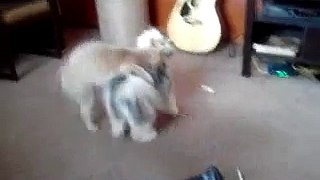 Cat vs Dog Fight 2016