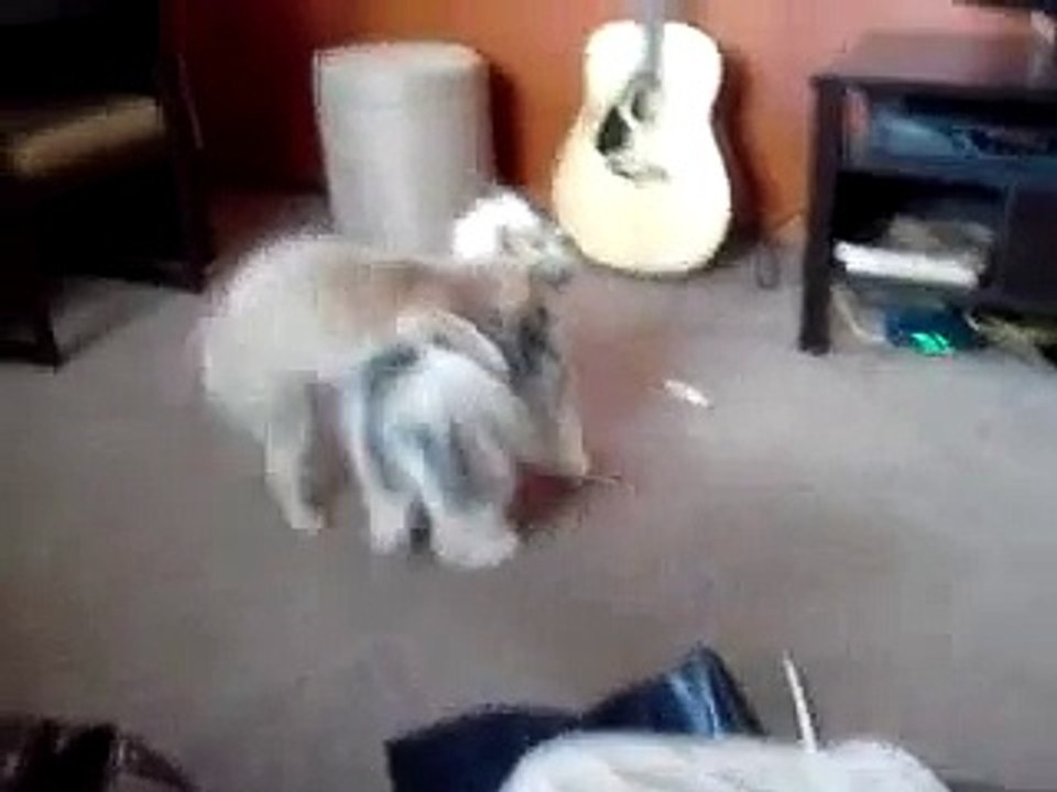 Cat vs Dog Fight 2016