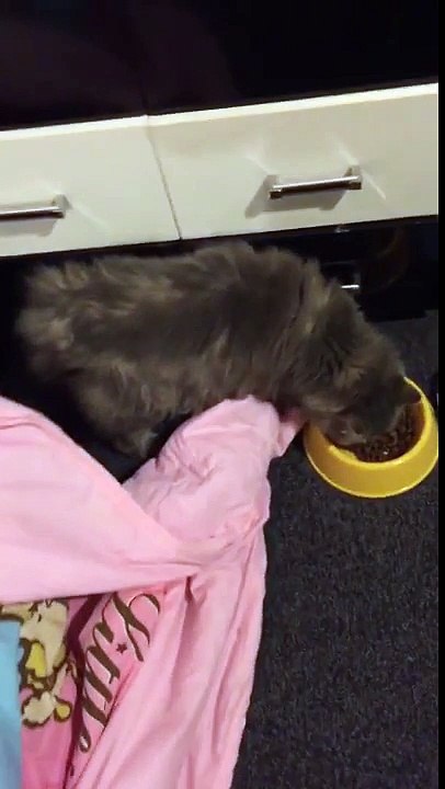 Cat VS Cucumber experiment 2