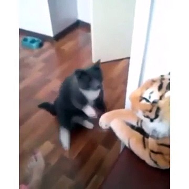 CAT vs TEDDY TIGER - HILARIOUS !