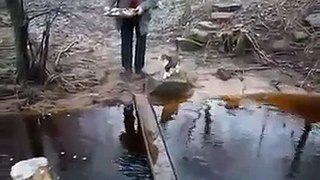 Cat walking on water Funny animal videos