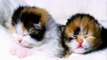 CATs #Cute #Cats #videos of cute #kittens 2016 #funny cat in kitten videos #Compilation 519