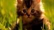 CATs #Cute #Cats #videos of cute #kittens 2016 #funny cat in kitten videos #Compilation 525