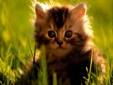 CATs #Cute #Cats #videos of cute #kittens 2016 #funny cat in kitten videos #Compilation 525