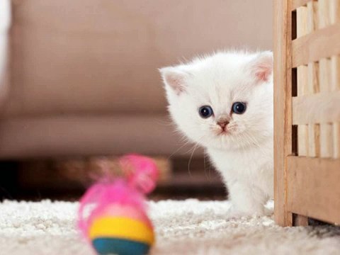 CATs #Cute #Cats #videos of cute #kittens 2016 #funny cat in kitten videos #Compilation 552
