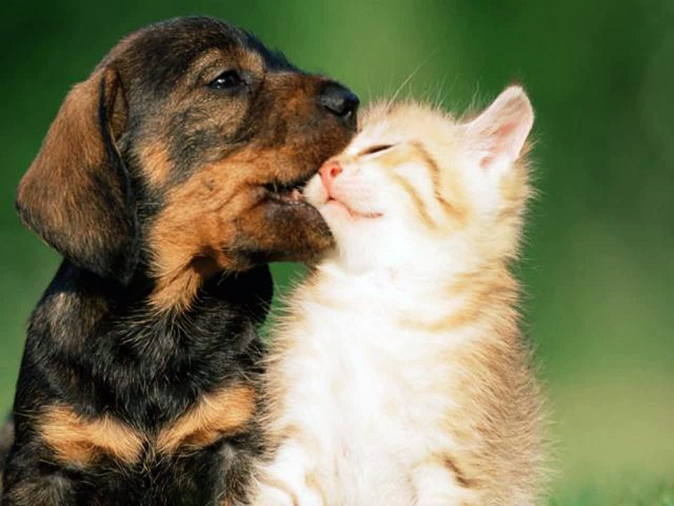 CATs #Cute #Cats #videos of cute #kittens 2016 #funny cat in kitten videos #Compilation 553