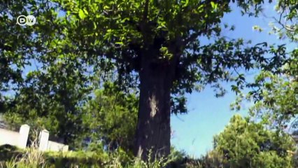 Freedom in a pig's eye | Focus on Europe