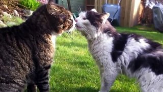 Cats fight so fun