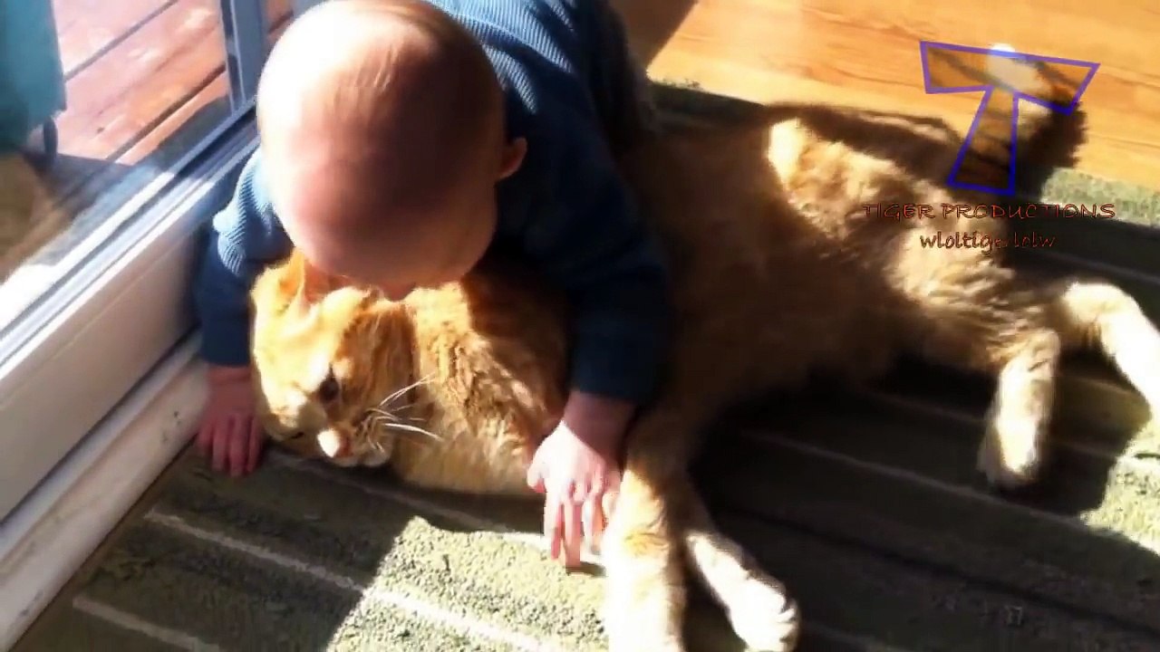 Cats Are Awesome 2016