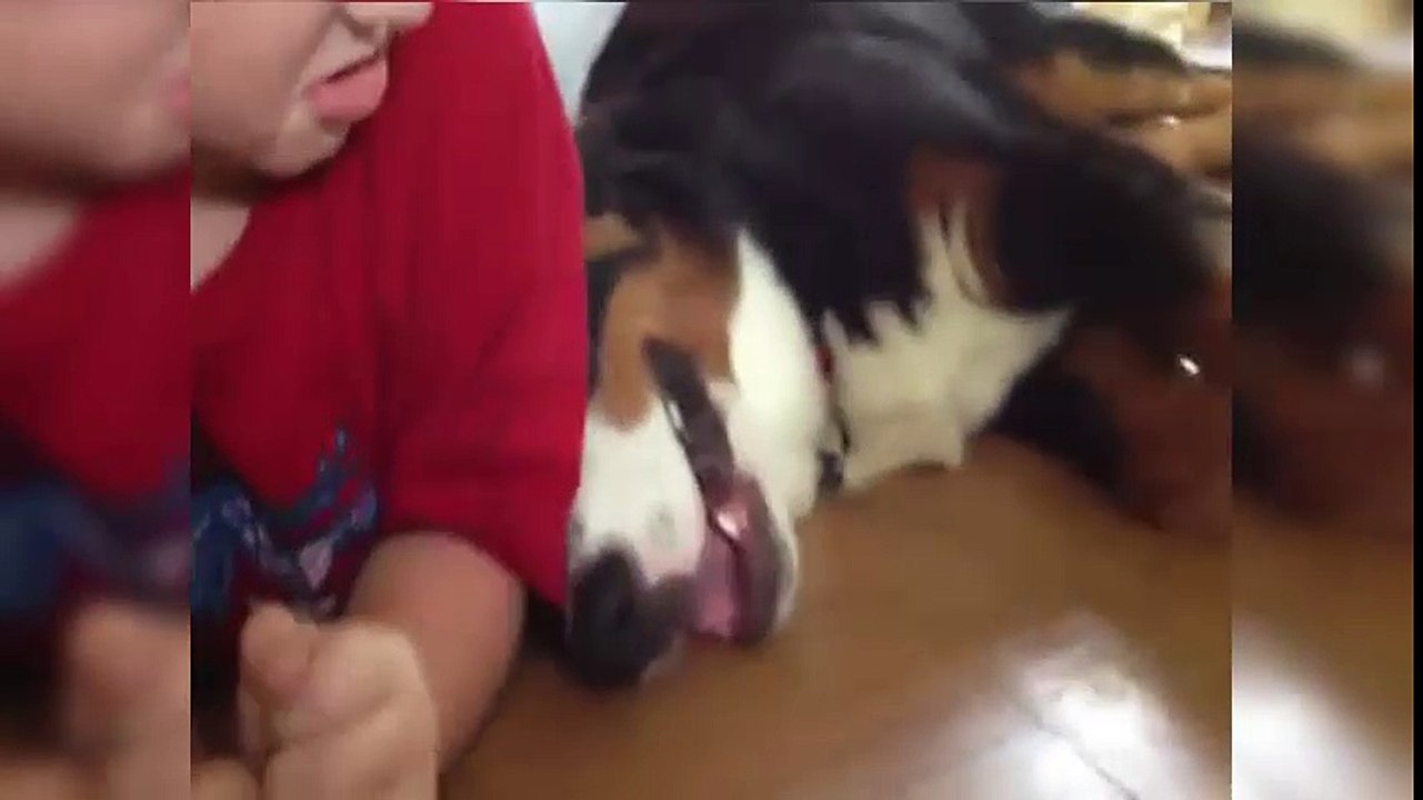 TOP FUNNY DOGS 2016