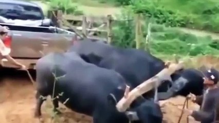 WhatsApp funny Videos - unseen