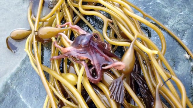 Little Octopus Climbing Over Rock - Parry Gripp-4Lp5a-r3MJU