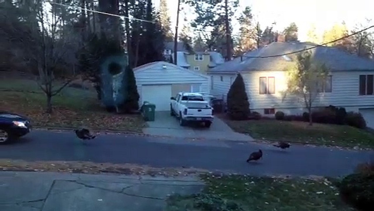 Quand un gang de dindes d'empeche de rentrer chez toi!