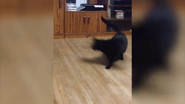 Ce chat se file le tournis tout seul!