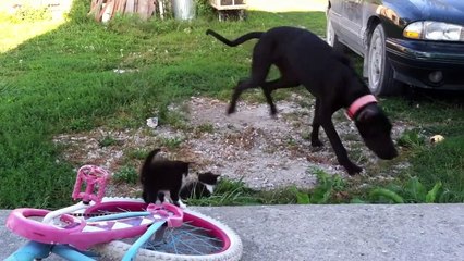 Ce gros chien est en adoration devant ces 2 petits chatons