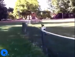 Quand nos animaux font les cons - compilation fail