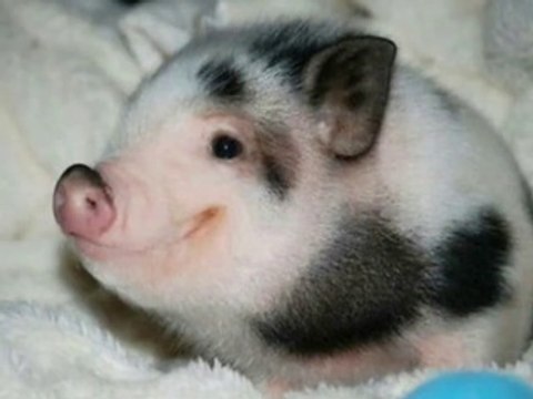 Les animaux les plus adorables - Compilation