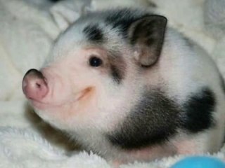 Les animaux les plus adorables - Compilation