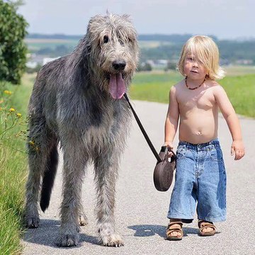 Petits enfants et gros chiens - compil photo