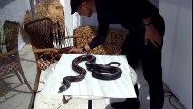 Tranh vẽ rắn 3D chân thật mức không thể tin nổi