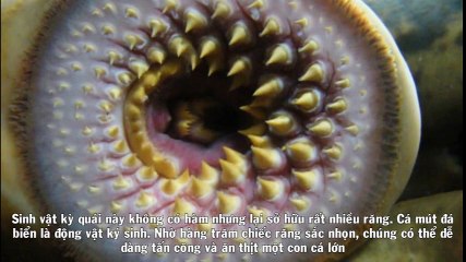 Top 15 Loài Động Vật Có Hàm Răng Đáng Sợ Nhất Hành Tinh