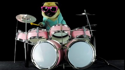 Màn đánh trống cực đỉnh của chú chó "sành điệu"