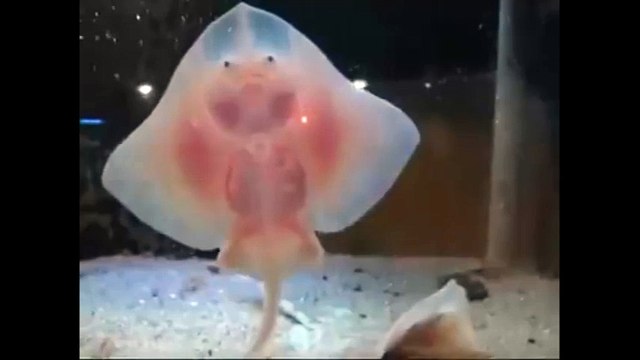 Chú cá trong suốt với hình thù ngộ nghĩnh.