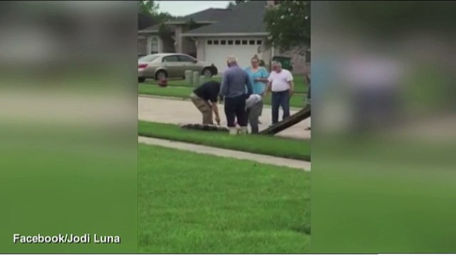 Cá sấu từ dưới cống chui lên bị người dân khống chế