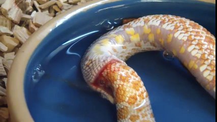 Rắn bị nhốt lâu ngày tự nuốt chửng cơ thể mình