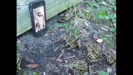 Clip động vật - Bắt cả trăm con ếch chỉ bằng 1 chiếc smartphone