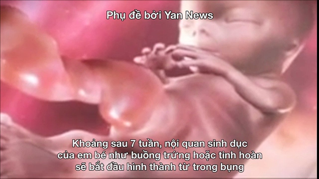 Sinh học - Sự hình thành và phát triển cơ quan sinh dục của bé