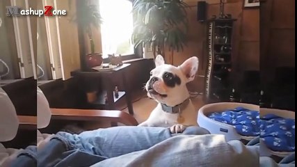 Cười đau bụng với những chú chó có tiếng sủa “lạ đời”