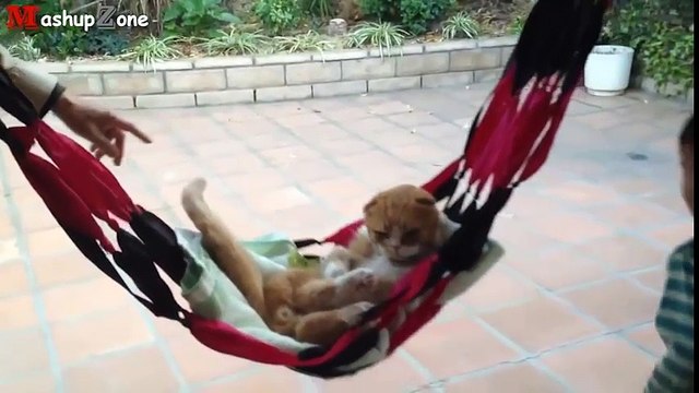 Những chú mèo “bá đạo” tạo dáng y như người