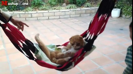 Những chú mèo “bá đạo” tạo dáng y như người