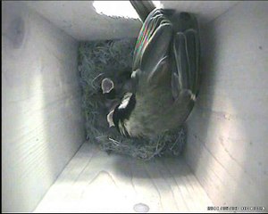 Clip Mésanges Mezen