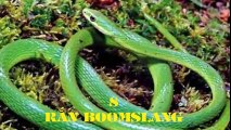 Clip động vật - top 10 loại rắn độc nhất thế giới
