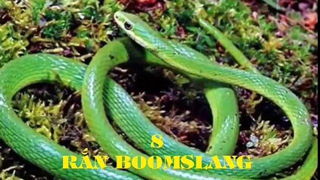 Clip động vật - top 10 loại rắn độc nhất thế giới