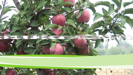 Kako je jabuka OSVOJILA SVET?