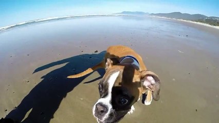 Nghị lực sống của Duncan - chú chó chỉ còn chân trước