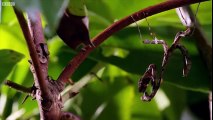Clip động vật - Tuyệt chiêu Kung Fu của bọ ngựa khiến nhện nhảy chùn bước