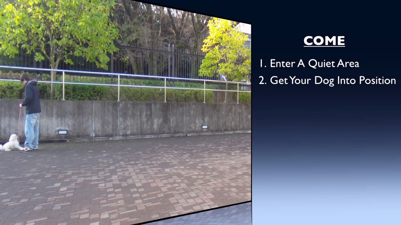 Bizarre New Dog Training App is Dropping Jaws