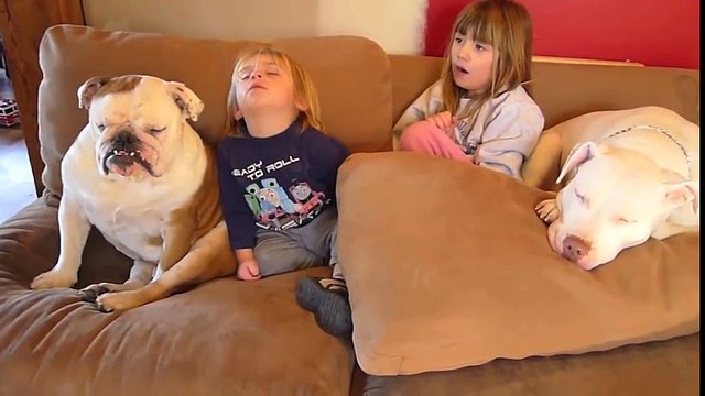 Buồn cười khoảnh khắc ngủ gục của những chú chó đáng thương