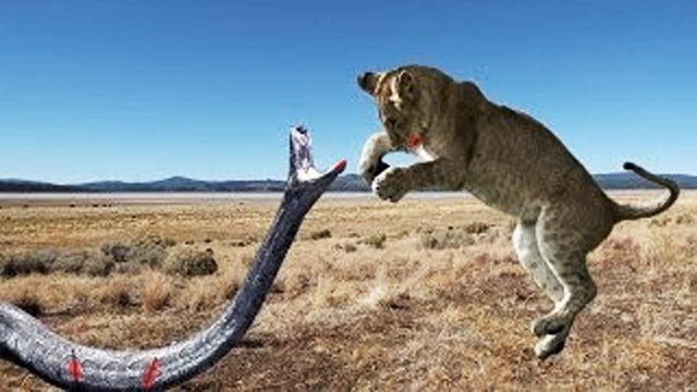 Wild animals - The fight for survival of the predators Anaconda vs Crocodile vs Lion vs Tiger