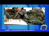 Altamura | Coltivava marijuana in mansarda, arrestato