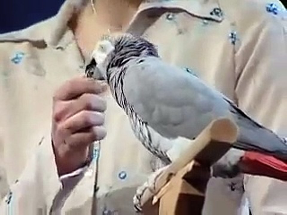Einstein the bird