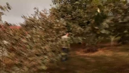 Fındık Verimi ve Kalitesini Artıracak Çalışma