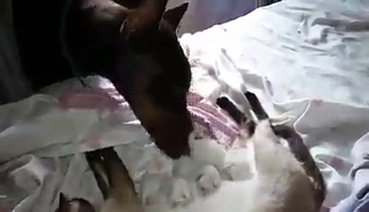 Mentre Una Gatta Allatta i sui Cuccioli, il Cane di Avvicina a Loro. Cosa Farà?