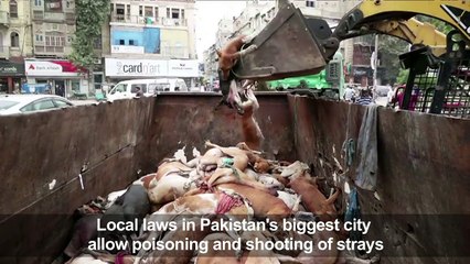 Defending the underdogs: Karachi vets criticise mass culling