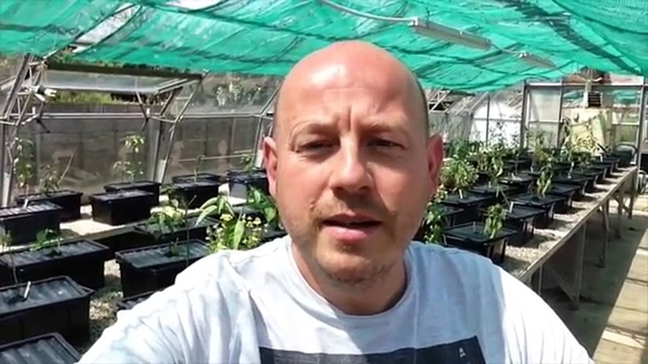 To thenbusiness gardening hidrophonic water melon 2016