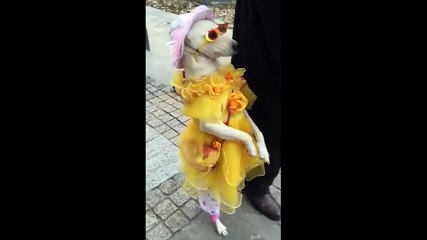 Gặp lại "tiểu thư" chó hai chân đến từ Trung Quốc